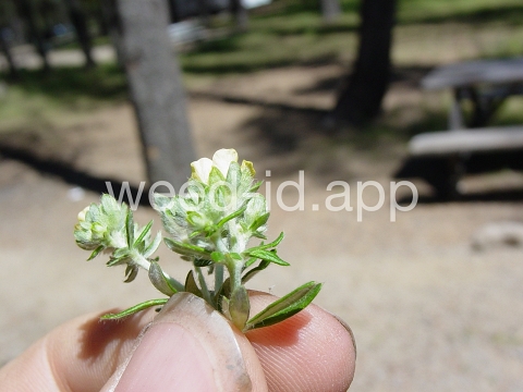 cinquefoil, silvery